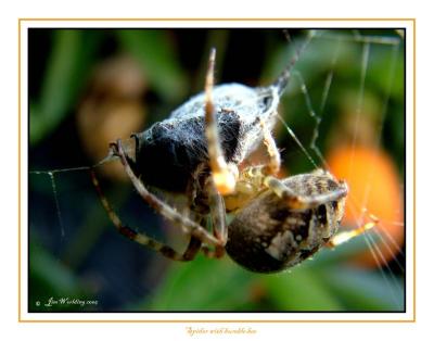 SPIDER WITH BUMBLE BEE