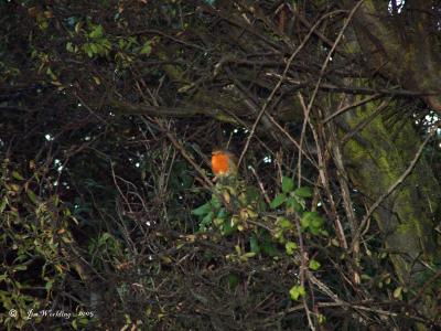 g3/22/489022/3/52906996.COCKROBBIN.jpg