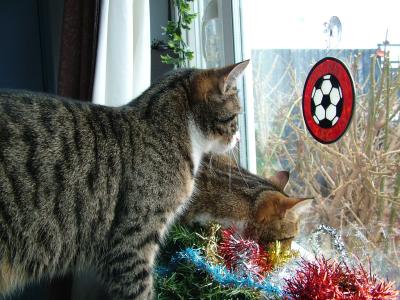 Terrer and Wimpy want to go out and play