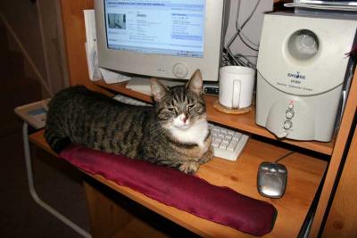 g3/22/489022/3/57036560.CATMOUSE.jpg