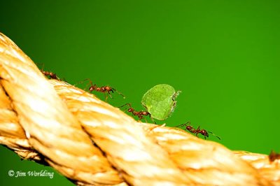 Leaf Cutter Ants