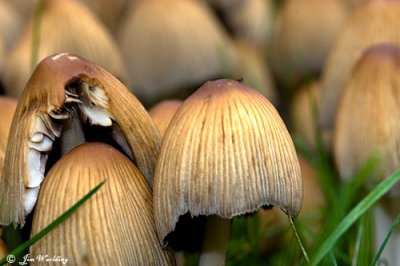 Shaggy ink cap