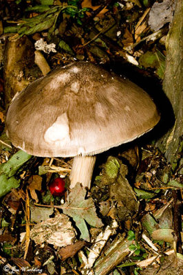 Wild Mushroom and Red Berry