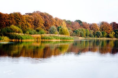 Autumn Glory