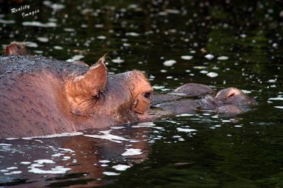 Hippos