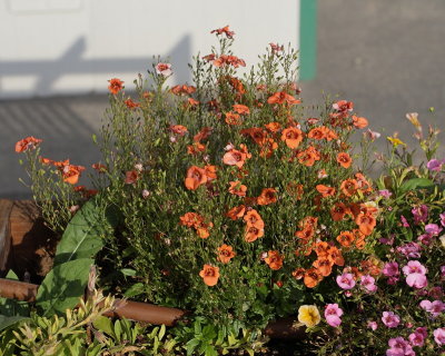 Diascia #999 (9535)