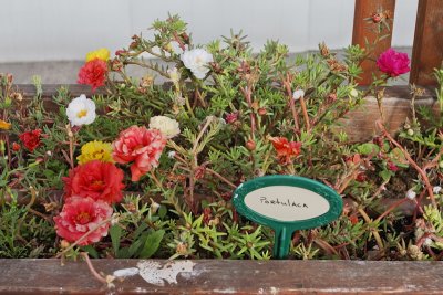 Portulaca (9540)