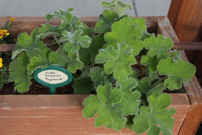 Scented Geranium (9543)