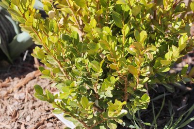 Boxwood 'Winter Gem' #416 (6875)