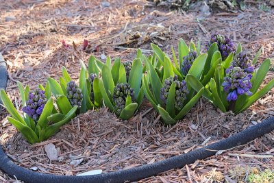 Hyacinth (Tag #517)
