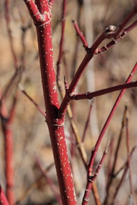 Red Osier Dogwood #423 (6840)