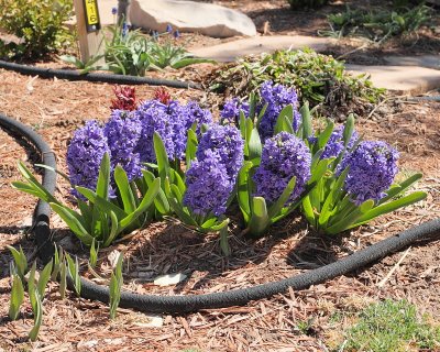 Hyacinth #517 (7102)