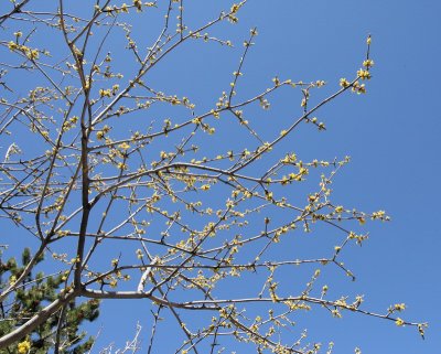 New Mexico Privet #120 (7097)