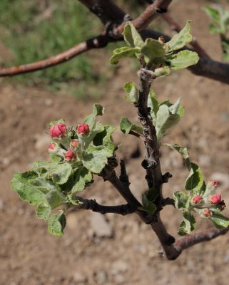 Apple Tree #133 (7230)