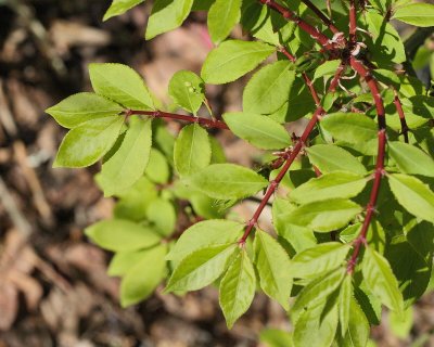 Dwarf Burning Bush #403 (7398)