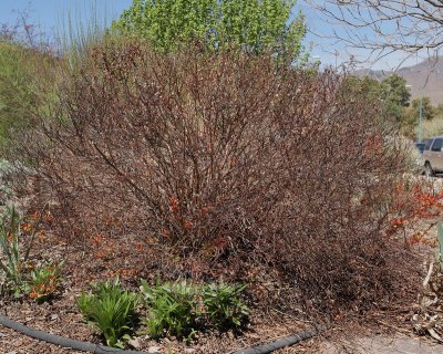Goldflame Spirea #313 (7241)