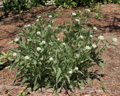 Yarrow 'Coronation Gold' #838 (8109)