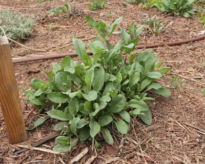 Cardinal Penstemon #792 (8651)