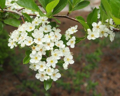 Cockspur Hawthorn #112 Flowers (8715)