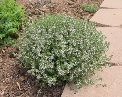 Common Thyme (Tag #610)