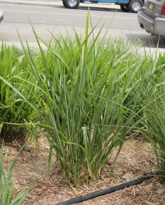 Porcupine Grass (Tag #561)