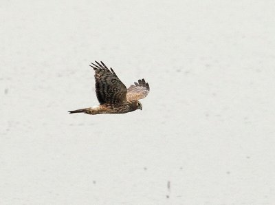 Northern Harrier -- Flying over the Marsh (1736)