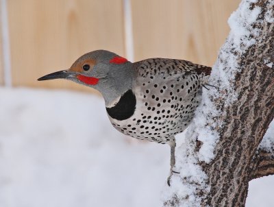 Northern Flicker (Red x Yellow) #8347