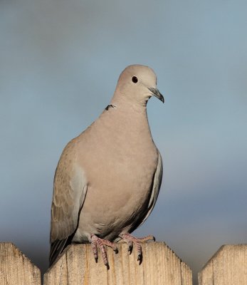 Eurasian Collared Dove #9977