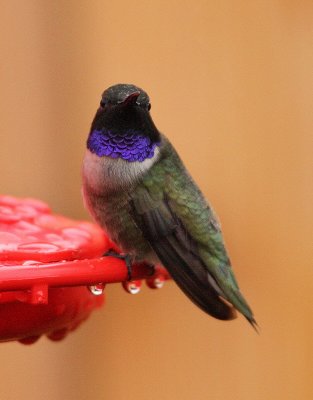 Black-Chinned Hummingbird 0538.jpg