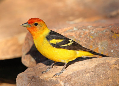 Western Tanager (Piranga ludoviciana)