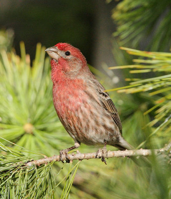 House Finch #4867