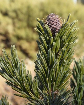 Bristlecone Pine #110 Cone (1219)