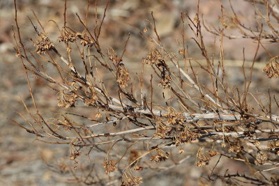 Dwarf Ninebark #424 Branch (1294)