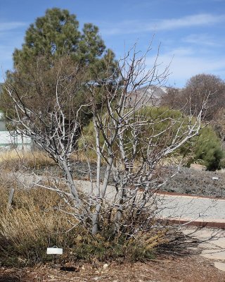 European Spindle Tree #430 (1273)