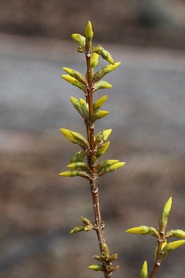 Forsythia #421 Flower Buds (1828)