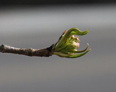 Ussurian Pear #101 (1813)
