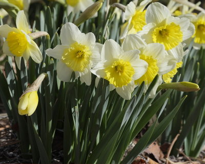 Daffodil (Tag #502)