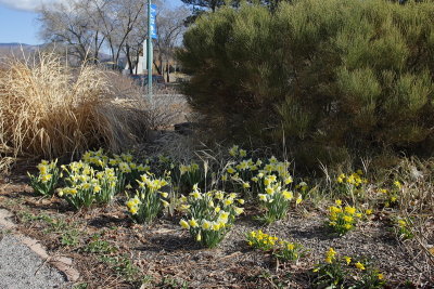 Daffodil #502 and Miniature Daffodil #503 (2098)