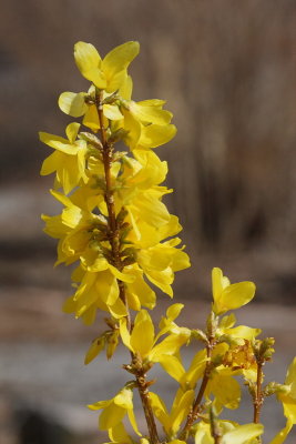 Forsythia #421 Bloom (2128)