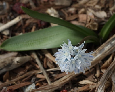 Striped Squill #504 (2163)
