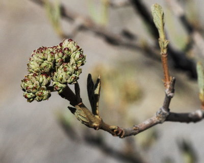 Korean Spice Viburnum #432 Flower Bud (2122)