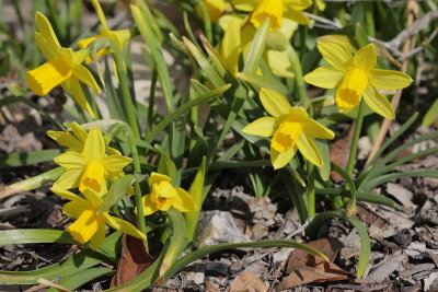 Miniature Daffodil (Tag #503)