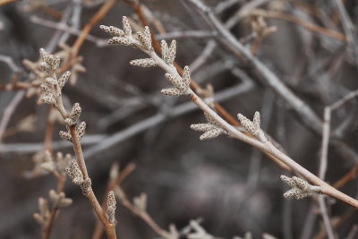 Sumac #412 Leaf Buds (2198)