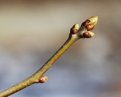 Lavelle Hawthorn #107 Buds (2204)
