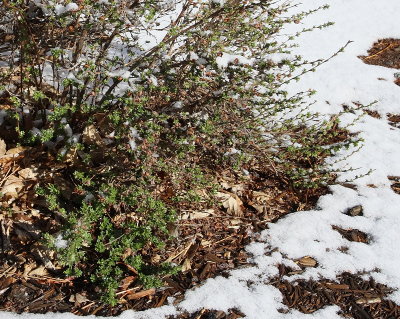 Potentilla #413 New Growth (2202)