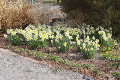 Daffodil #502 (3230)