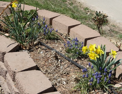 Daffodils #502 and Grape Hyacinths #511 (3976)