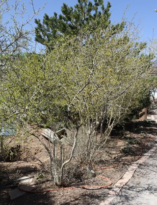 New Mexico Privet #120 (3969)