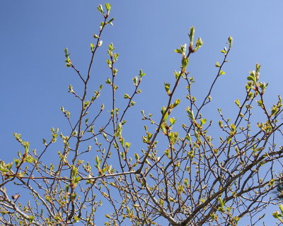 Cockspur Hawthorn #112 Foliage (4097)