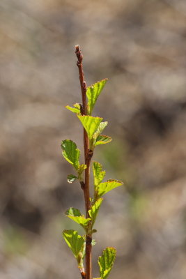 Dwarf Ninebark #424 Foliage (4129)
